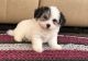 Havanese Puppies for sale in Powers Lake, ND 58773, USA. price: NA