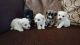 Havanese Puppies for sale in Houston, TX 77001, USA. price: NA
