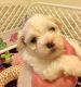Havanese Puppies for sale in Manchester, NH, USA. price: NA