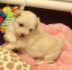 Havanese Puppies for sale in 103 Broadway, New York, NY 10025, USA. price: NA
