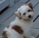 Havanese Puppies for sale in Indianapolis Blvd, Hammond, IN, USA. price: NA
