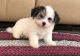 Havanese Puppies for sale in Torrance, CA, USA. price: NA