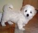 Havanese Puppies for sale in Darlington, WI 53530, USA. price: NA