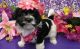 Havanese Puppies for sale in Bellingham, WA, USA. price: $600