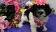 Havanese Puppies for sale in Daytona Beach, FL, USA. price: NA