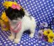 Havanese Puppies for sale in Mooreville, MS 38857, USA. price: $500