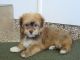 Havanese Puppies for sale in Langley Way, Washington, DC 20032, USA. price: $600