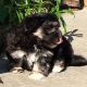 Havanese Puppies for sale in Seattle, WA, USA. price: $500