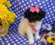 Havanese Puppies for sale in Warwick, RI, USA. price: NA