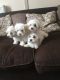 Havanese Puppies for sale in Orange Park Northway, Orange Park, FL 32073, USA. price: NA