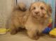 Havanese Puppies for sale in Ontario St, Kingston, ON, Canada. price: NA