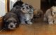 Havanese Puppies for sale in Owings Mills, MD, USA. price: NA