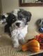 Havanese Puppies for sale in Los Angeles, CA 90001, USA. price: $300