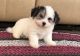 Havanese Puppies for sale in Caldwell, ID 83605, USA. price: NA
