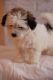 Havanese Puppies for sale in Westminster, SC 29693, USA. price: $950