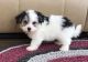 Havanese Puppies for sale in Tuscaloosa, AL, USA. price: $500