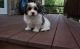 Havanese Puppies for sale in Irving, TX, USA. price: NA