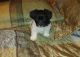 Havanese Puppies for sale in Kinston, NC, USA. price: NA
