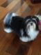 Havanese Puppies for sale in Jackson, MS, USA. price: NA