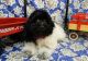 Havanese Puppies for sale in Hulbert, OK 74441, USA. price: NA