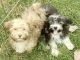 Havanese Puppies for sale in Spencer, NE 68777, USA. price: NA