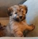 Havanese Puppies for sale in Bellingham, WA, USA. price: $1,550