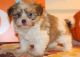 Havanese Puppies for sale in Richmond, VA, USA. price: $500