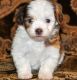 Havanese Puppies for sale in Long Beach, CA, USA. price: $500
