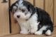 Havanese Puppies for sale in Columbia, SC, USA. price: $500