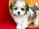 Havanese Puppies for sale in Tucson, AZ, USA. price: NA