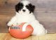Havanese Puppies for sale in Louisville, KY, USA. price: NA