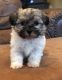 Havanese Puppies for sale in Ellwood City, PA 16117, USA. price: NA