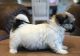 Havanese Puppies for sale in Garden City, ID, USA. price: NA
