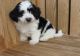 Havanese Puppies for sale in Norwich, CT, USA. price: $500
