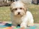 Havanese Puppies for sale in California St, San Francisco, CA, USA. price: NA