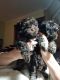 Havanese Puppies for sale in Merrill, WI 54452, USA. price: $1,150
