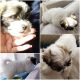 Havanese Puppies for sale in Garland, TX, USA. price: NA