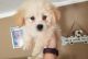 Havanese Puppies for sale in Phoenix, AZ 85019, USA. price: NA