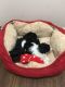Havanese Puppies for sale in Irvine, CA, USA. price: $1,499