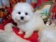 Havanese Puppies for sale in Hammond, IN, USA. price: NA