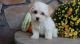 Havanese Puppies for sale in Detroit, MI 48219, USA. price: $500