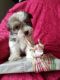 Havanese Puppies for sale in Millersburg, OH 44654, USA. price: NA
