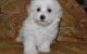 Havanese Puppies for sale in Louisville, KY 40221, USA. price: NA