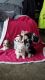 Havanese Puppies for sale in Millersburg, OH 44654, USA. price: NA