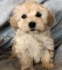 Havanese Puppies for sale in Newark, NJ 07189, USA. price: $500