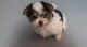 Havanese Puppies for sale in Fall River, MA 02721, USA. price: $500