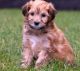 Havanese Puppies for sale in Brattleboro, VT 05301, USA. price: NA