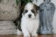 Havanese Puppies for sale in Baltimore, MD, USA. price: NA