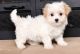 Havanese Puppies for sale in Las Cruces, NM, USA. price: NA