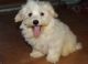 Havanese Puppies for sale in Springfield, IL 62736, USA. price: NA